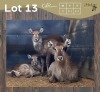 2+1 X WATERBOK - WATERBUCK V/F:2+1 (Betaal per dier/Pay per animal)