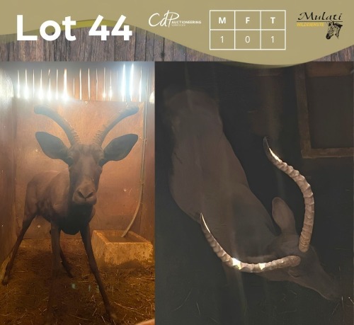1 X SWART ROOIBOK - BLACK IMPALA M:1