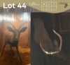 1 X SWART ROOIBOK - BLACK IMPALA M:1