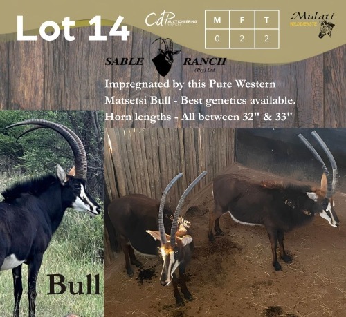 2 X SWARTWITPENS - SABLE V/F:2 SABLE RANCH (Betaal per dier/Pay per animal)