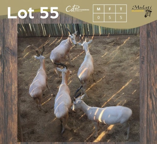 5 X WITBLESBOK - WHITE BLESBUCK V/F:5 (Betaal per dier/Pay per animal)
