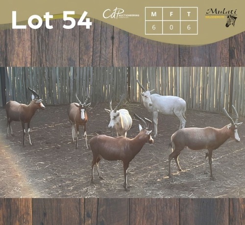 6 X BLESBOK - BLESBUCK M:6 (Betaal per dier/Pay per animal)