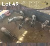 6 X BLOUWILDEBEES - BLUE WILDEBEEST V/F:5+1 (Betaal per dier, insluitend die kalf ook/Pay per animal, including the calf as well)