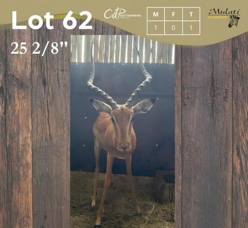 1 X ROOIBOK - IMPALA M:1