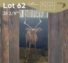 1 X ROOIBOK - IMPALA M:1