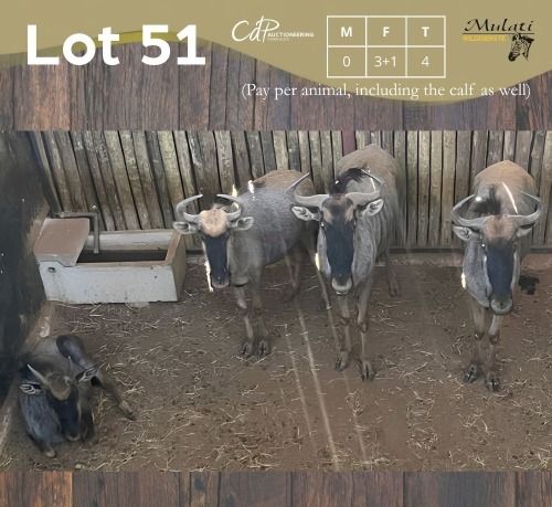 4 X BLOUWILDEBEES - BLUE WILDEBEEST V/F:3+1 (Betaal per dier, insluitend die kalf ook/Pay per animal, including the calf as well)