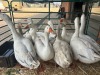 10 X GANSE - GEESE (Betaal per dier/Pay per animal) - 2