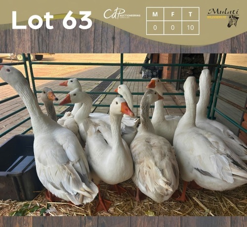 10 X GANSE - GEESE (Betaal per dier/Pay per animal)