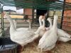 10 X GANSE - GEESE (Betaal per dier/Pay per animal) - 3