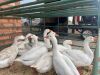 10 X GANSE - GEESE (Betaal per dier/Pay per animal) - 4