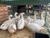 10 X GANSE - GEESE (Betaal per dier/Pay per animal) - 5