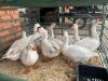 10 X GANSE - GEESE (Betaal per dier/Pay per animal) - 6