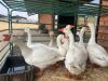 10 X GANSE - GEESE (Betaal per dier/Pay per animal) - 7