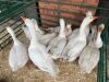 10 X GANSE - GEESE (Betaal per dier/Pay per animal) - 8