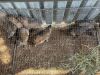 10 X DASSIE - ROCK HYRAX (Betaal per dier/Pay per animal) - 4