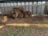 10 X DASSIE - ROCK HYRAX (Betaal per dier/Pay per animal) - 5