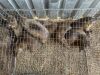 10 X DASSIE - ROCK HYRAX (Betaal per dier/Pay per animal) - 2