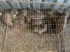 10 X DASSIE - ROCK HYRAX (Betaal per dier/Pay per animal) - 3