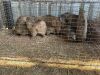 10 X DASSIE - ROCK HYRAX (Betaal per dier/Pay per animal) - 4