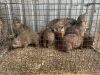 10 X DASSIE - ROCK HYRAX (Betaal per dier/Pay per animal) - 7