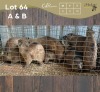 10 X DASSIE - ROCK HYRAX (Betaal per dier/Pay per animal)