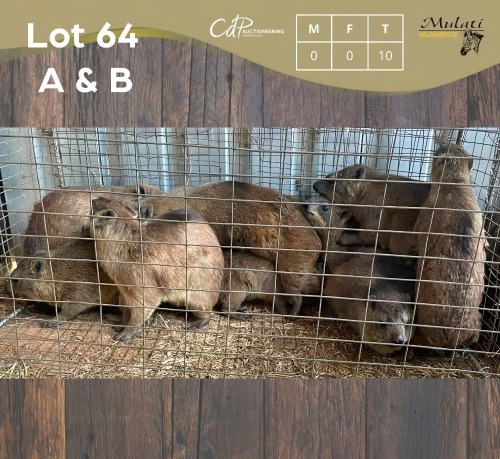10 X DASSIE - ROCK HYRAX (Betaal per dier/Pay per animal)