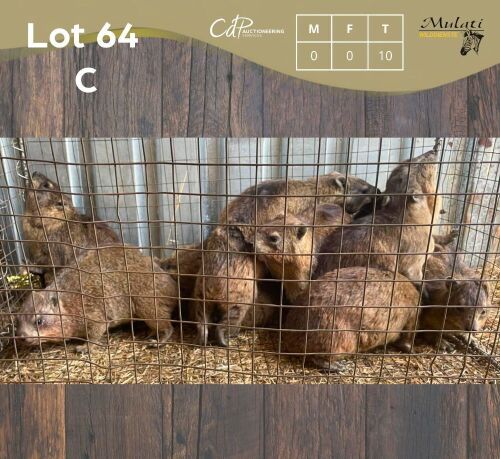 10 X DASSIE - ROCK HYRAX (Betaal per dier/Pay per animal)