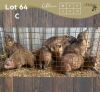 10 X DASSIE - ROCK HYRAX (Betaal per dier/Pay per animal)