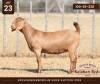 1 X KALAHARI RED DOE Anton & Rickus Bothma - 2