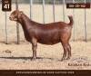 1 X KALAHARI RED DOE Anton & Rickus Bothma - 2