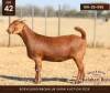 1 X KALAHARI RED DOE Anton & Rickus Bothma - 2