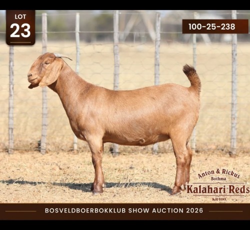 1 X KALAHARI RED DOE Anton & Rickus Bothma