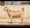 1 X KALAHARI RED DOE Anton & Rickus Bothma