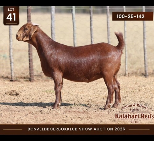 1 X KALAHARI RED DOE Anton & Rickus Bothma