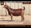 1 X KALAHARI RED DOE Anton & Rickus Bothma