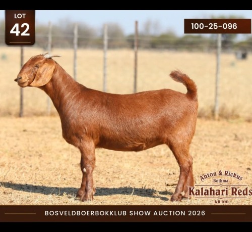 1 X KALAHARI RED DOE Anton & Rickus Bothma