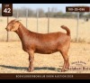 1 X KALAHARI RED DOE Anton & Rickus Bothma