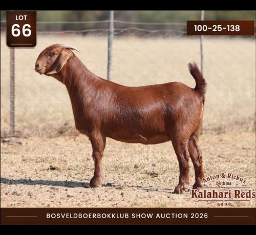 1 X KALAHARI RED DOE Anton & Rickus Bothma