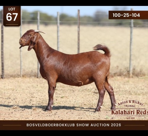 1 X KALAHARI RED DOE Anton & Rickus Bothma