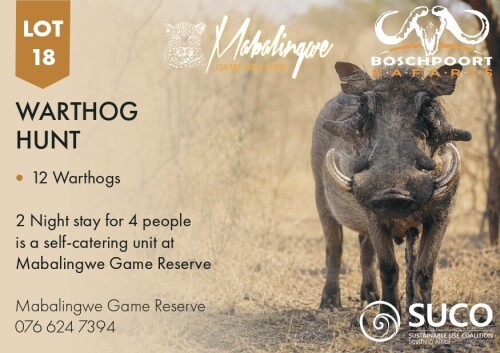 1 X WARTHOG HUNT Mabalingwe Game Reserve