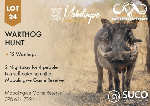 1 X WARTHOG HUNT Mabalingwe Game Reserve