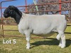 1 X DORPER T5 RAM LUKAS BURGER DORPERS - 2