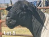 1 X DORPER T5 RAM LUKAS BURGER DORPERS - 3