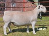 1 X WIT DORPER T4 RAM LUKAS BURGER WIT DORPERS - 2