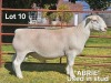1 X WIT DORPER T5 RAM LUKAS BURGER WIT DORPERS - 2