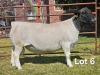 1 X DORPER T5 RAM LUKAS BURGER DORPERS - 2