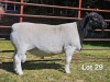 1 X DORPER T3 RAM LUKAS BURGER DORPERS - 2