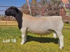1 X DORPER T5 RAM LUKAS BURGER DORPERS - 2