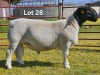 1 X DORPER T4 RAM LUKAS BURGER DORPERS - 2
