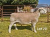 1 X WIT DORPER T3 RAM LUKAS BURGER WIT DORPERS - 2